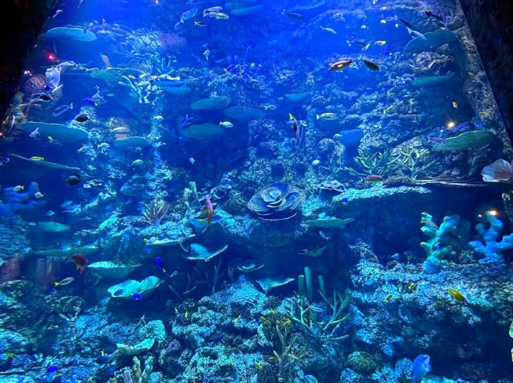 pocketsizetides|Visit the Ocean Park Aquarium: Discover marine life at the Ocean Park Aquarium.