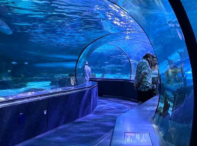 pocketsizetides | Visit the Ocean Park Aquarium: Discover marine life at the Ocean Park Aquarium. pocketsizetides | Visit the Ocean Park Aquarium: Discover marine life at the Ocean Park Aquarium.
