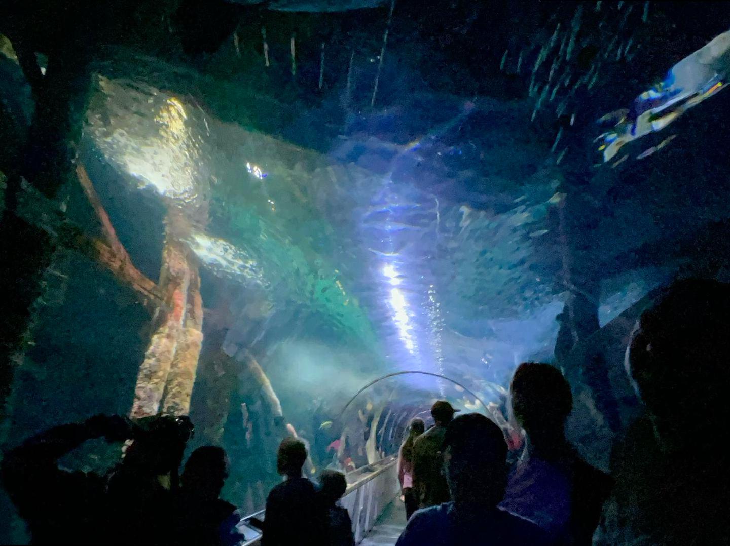 pocketsizetides | Visit the Ocean Park Aquarium: Discover marine life at the Ocean Park Aquarium. pocketsizetides | Visit the Ocean Park Aquarium: Discover marine life at the Ocean Park Aquarium.