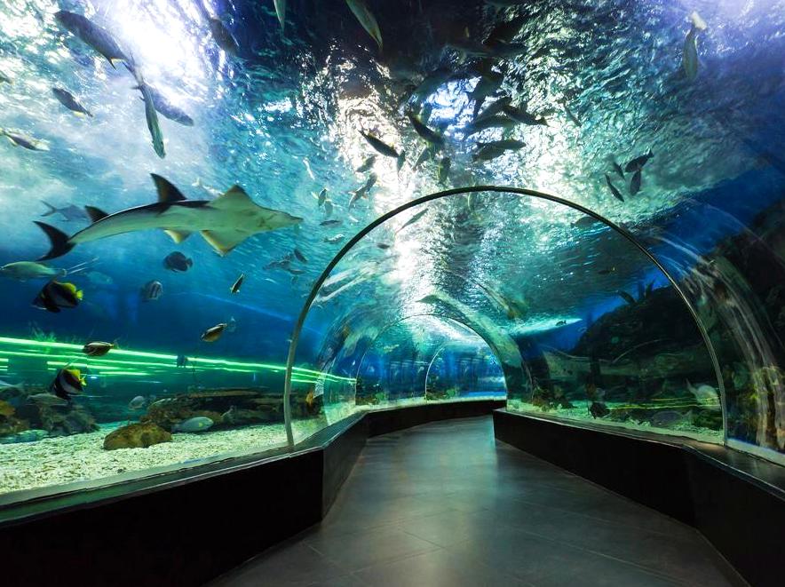 pocketsizetides | Visit the Ocean Park Aquarium: Discover marine life at the Ocean Park Aquarium. pocketsizetides | Visit the Ocean Park Aquarium: Discover marine life at the Ocean Park Aquarium.