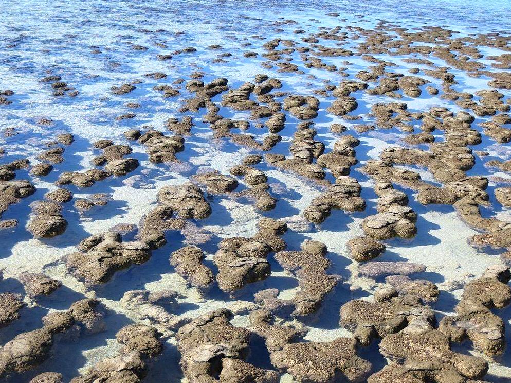 pocketsizetides|Fossil Hunting at Hamelin Pool: Hunt for ancient fossils at Hamelin Pool.
