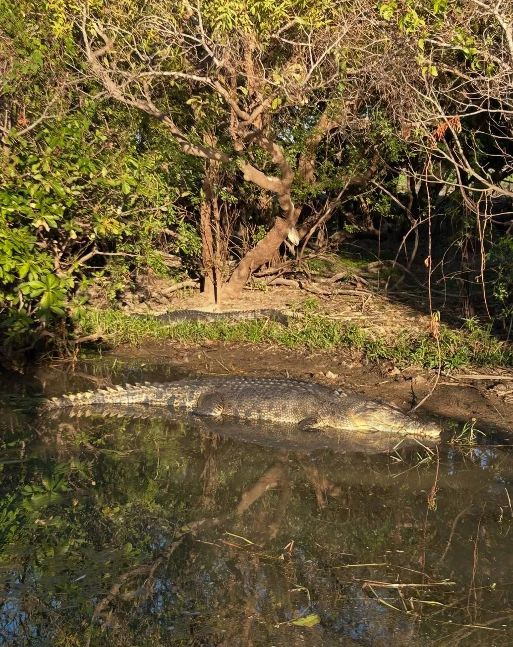 pocketsizetides | Where Do Crocodiles Live in Kakadu?