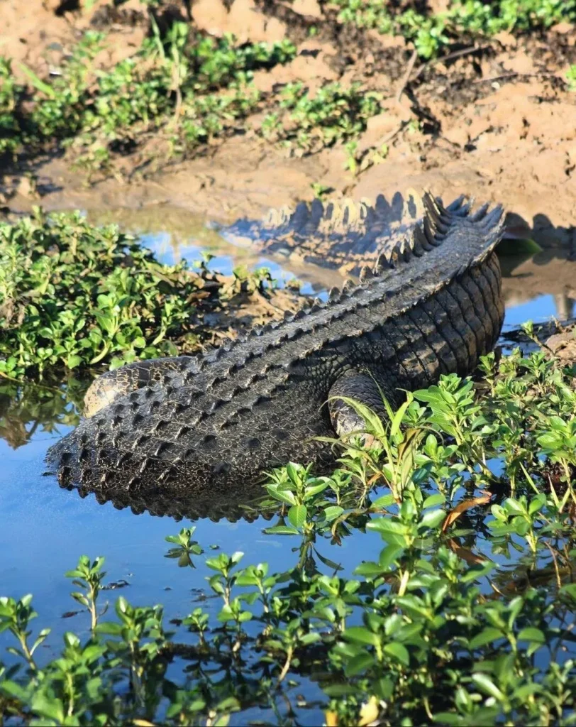 pocketsizetides | Where Do Crocodiles Live in Kakadu?