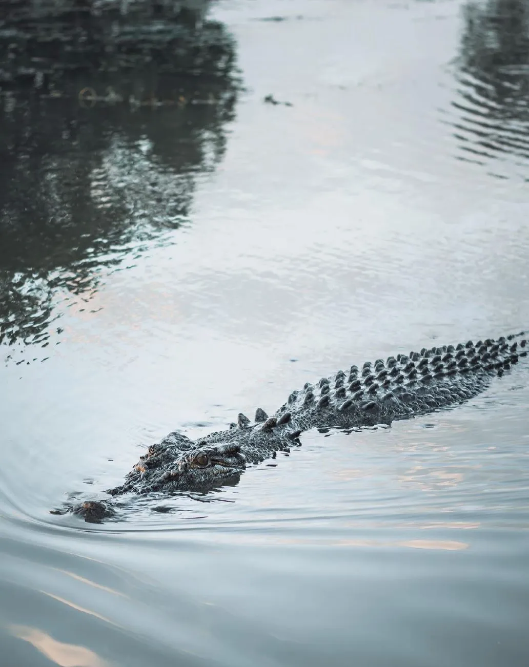 pocketsizetides | Where Do Crocodiles Live in Kakadu?