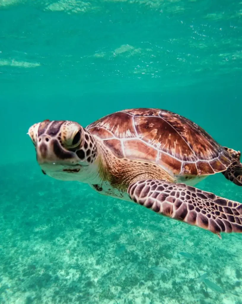pocketsizetides | Find Queensland Marine Life: The Great Eight